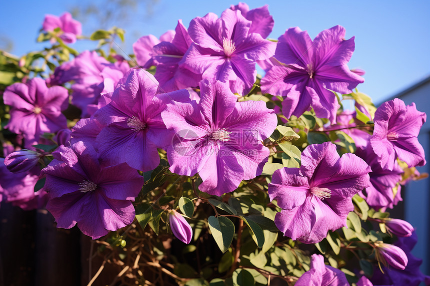 紫色花海图片