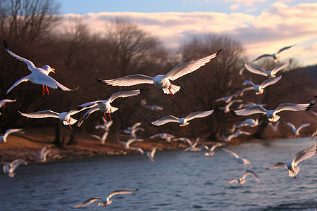 傍晚湖水上飞翔的海鸥图片