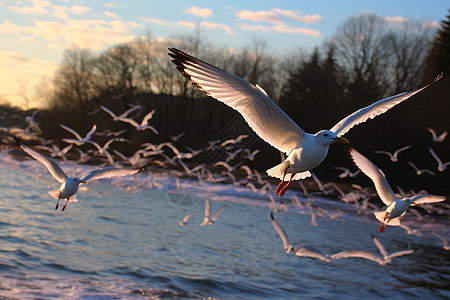 日出海边自由的鸟图片