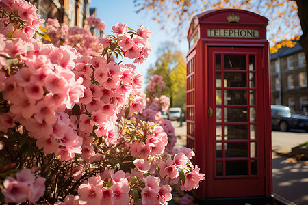 美丽的粉色鲜花电话亭图片