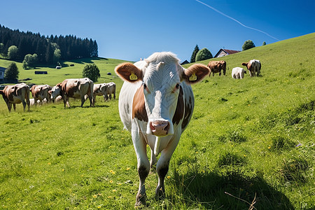 乡村草原上放牧的牛群图片