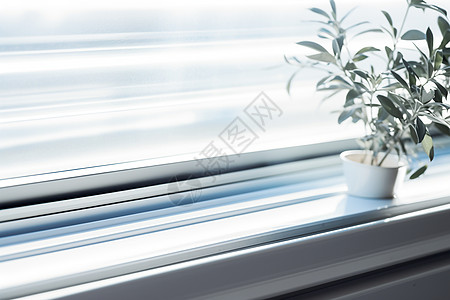 室内窗台上的绿植盆栽背景图片