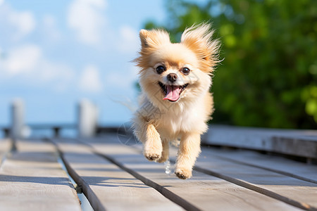 欢乐夏日奔跑的小狗图片