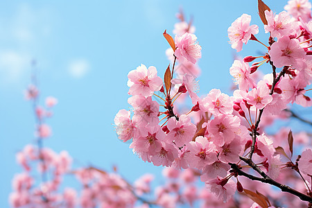 粉色樱花树下的美丽景色图片