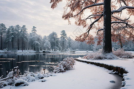 孤寂冬日的雪景湖畔图片