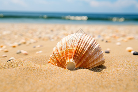 夏日海滩上贝壳图片