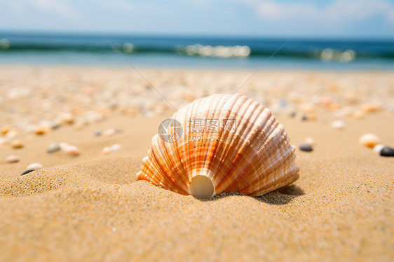 夏日海滩上贝壳图片