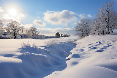 积雪的户外森林图片