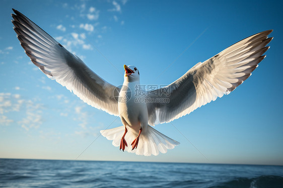 海面上飞翔的海鸥图片