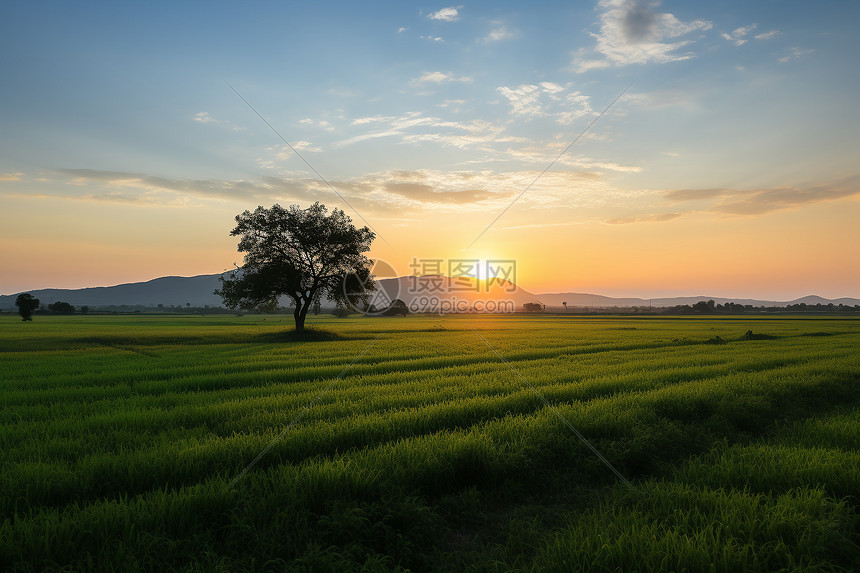 夕阳下辽阔的稻田图片