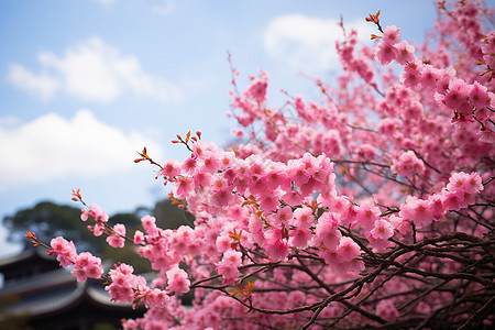 树枝上盛开的浪漫樱花背景图片