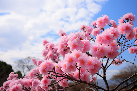 公园中绽放的粉色樱花图片