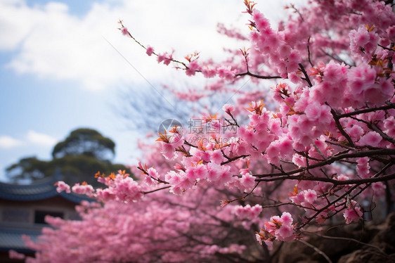 春季公园中的樱花图片