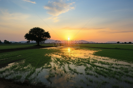 夕阳下辽阔的稻田图片