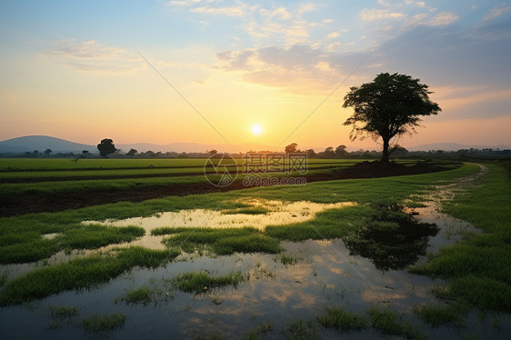 乡村稻田的夕阳景观图片