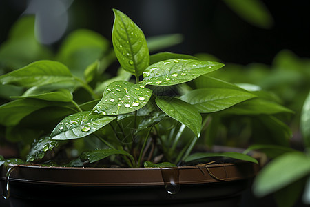 满是水滴的绿色植物图片