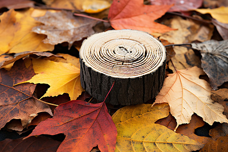 秋叶围绕木柱的景观图片