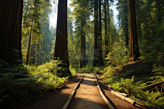 森林中巨大的松树图片
