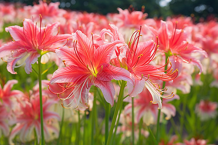 夏季花园中盛开的百合花图片