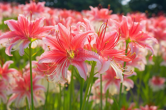 夏季花园中盛开的百合花图片