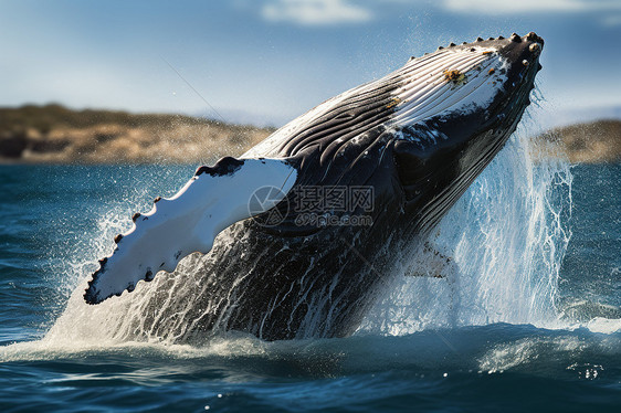 海洋中跳跃水面的座头鲸图片