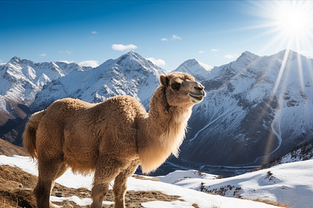 冰雪山谷中的双峰图片