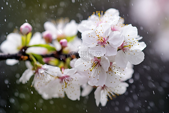 樱花树枝上的细雨图片