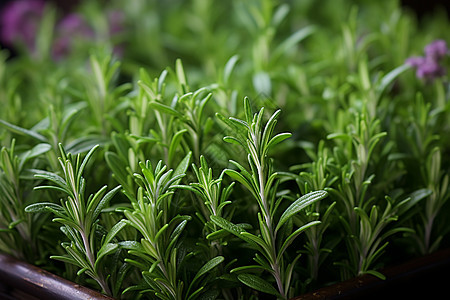 花园里的草本植物图片