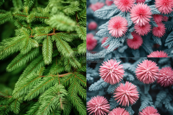 夏季盛开的不同种类的植物图片