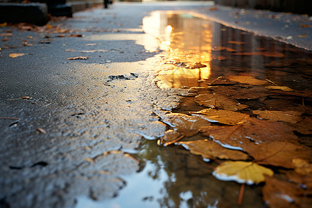 水坑和蔓延落叶雨后街上的落叶背景