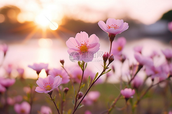 花园中盛开的美丽花朵图片