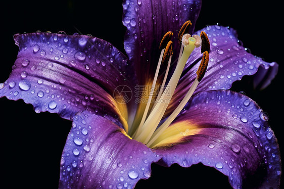 神秘的紫色花朵图片