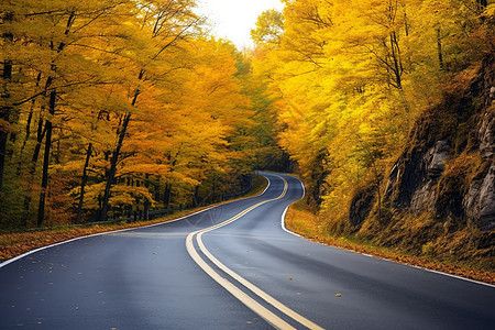 秋季森林公路的景观图片