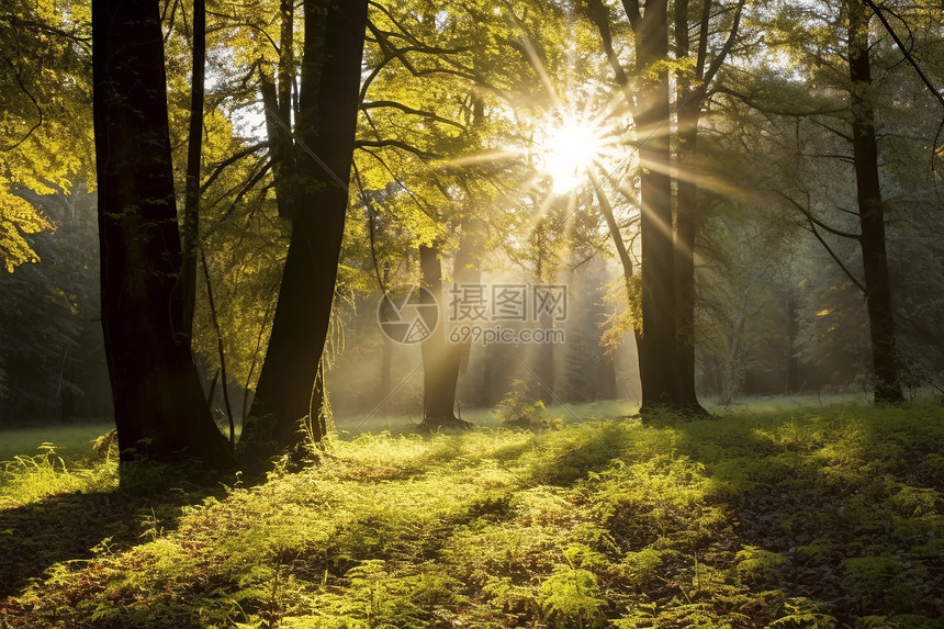 夏季森林日出的美丽景观图片