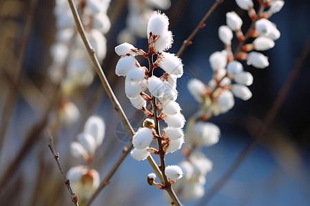 冬季白雪覆盖的雪莲花图片