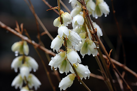 美丽的雪莲花图片