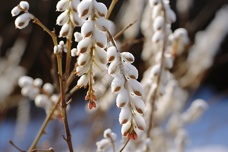 户外盛开的雪莲花图片