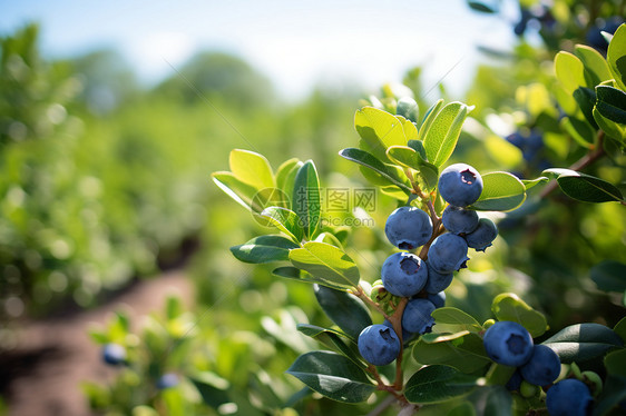 成熟的蓝莓果实图片
