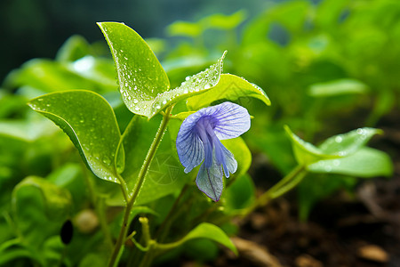 下雨天的植物图片