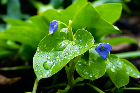 雨后清新的植物图片