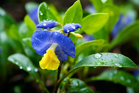 雨水冲刷的植物图片