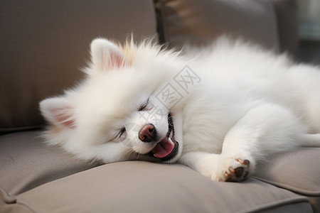 沙发上睡觉的小狗图片