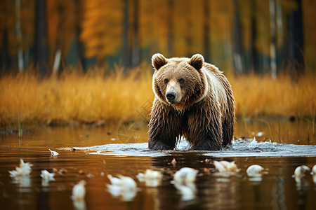 森林湿地中的棕熊图片