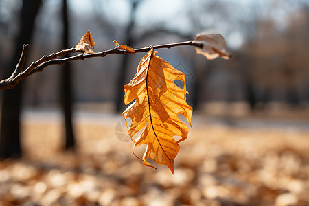秋季树木上的叶子背景图片
