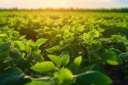 农田里种植的大豆植物图片