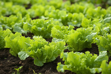 菜园内种植的蔬菜图片