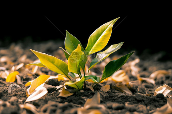 土地里的绿色植物图片