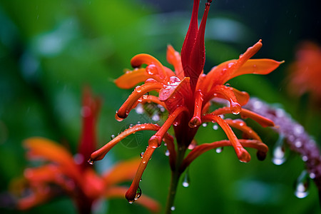 雨中的生态植物图片