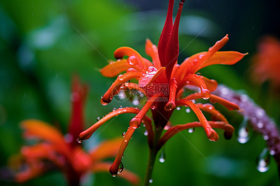 雨中的生态植物图片