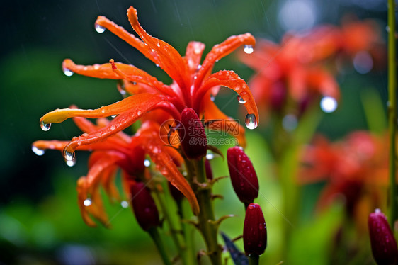 雨中美丽的植物图片
